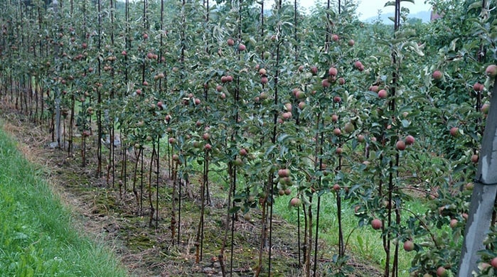 Apple Agronomic Principles Yara United States