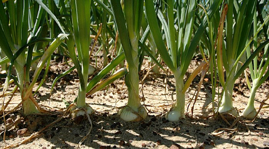 Agronomic principles in onion production | Yara United States