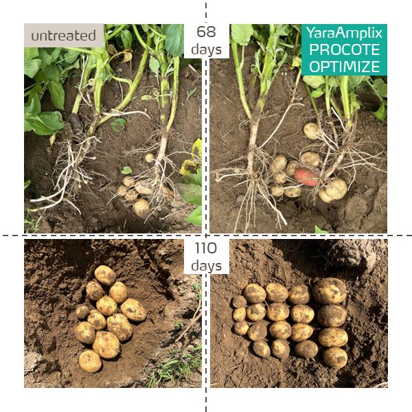 procote optimize in potatoes