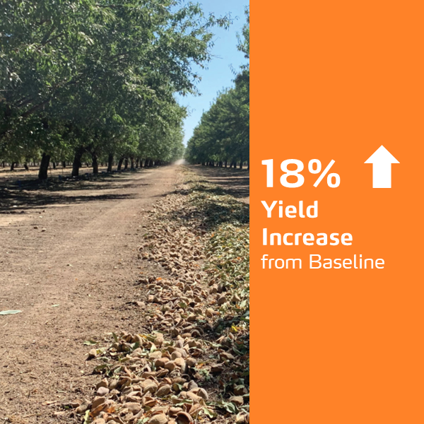 almond yield increase