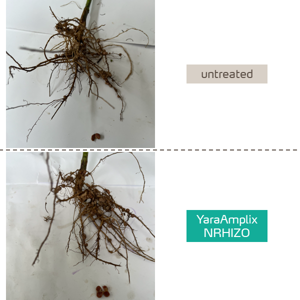 yaraamplix nrhizo in soybeans