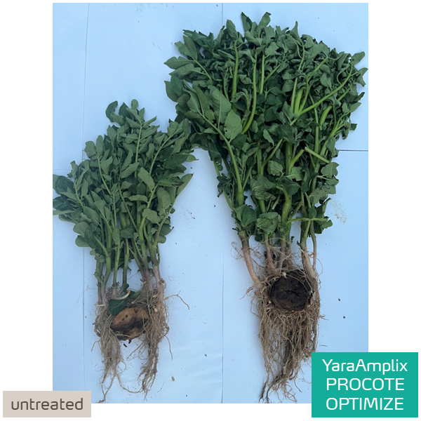 improved plant and root development in potatoes with procote optimize