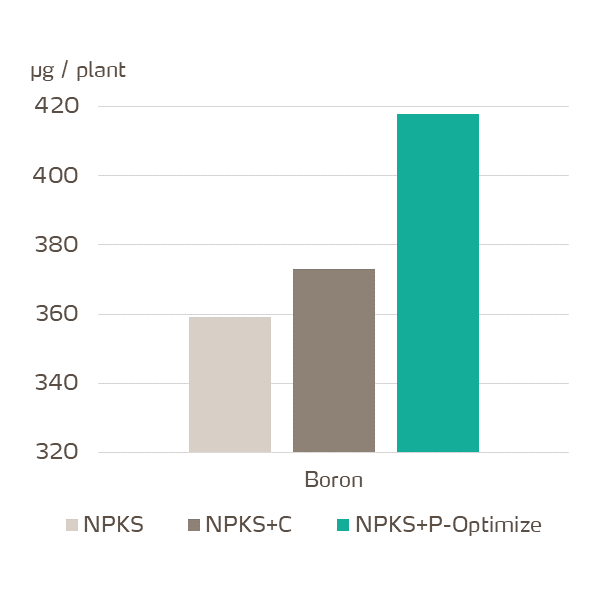 yaraamplix procote optimize effect on boron accumulation