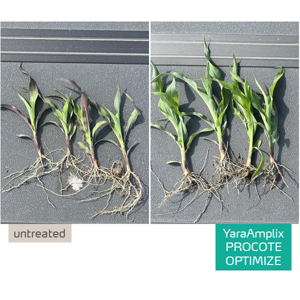 improved corn cold tolerance with Procote OPtimize