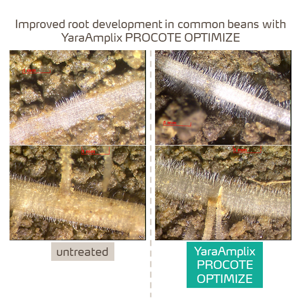 effect of procote optimize on root growth of common beans