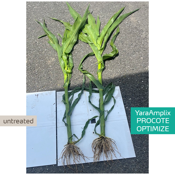 improved corn plant vigor with Procote Optimize