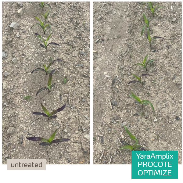 improved corn cold tolerance with Procote Optimize